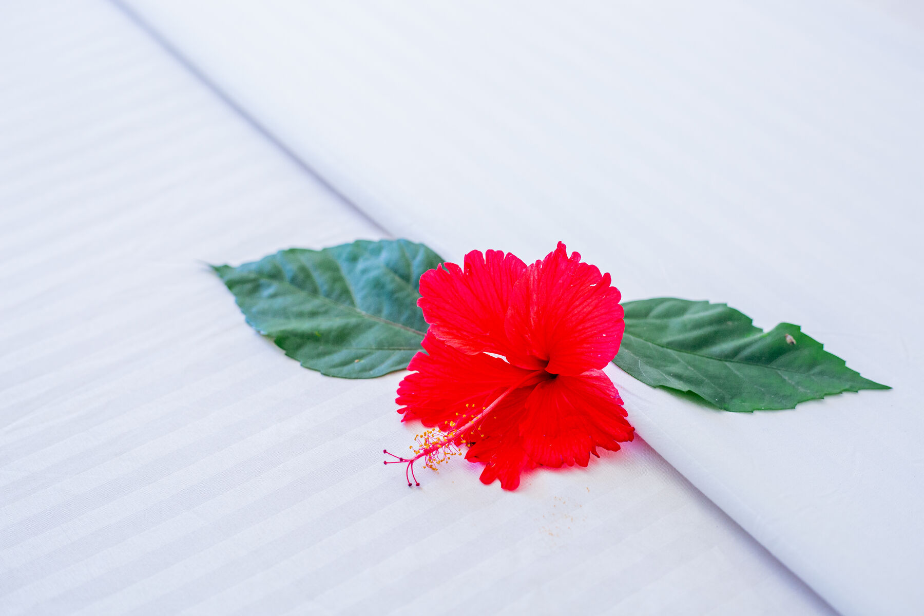 Fresh hibiscus laid on white linen
