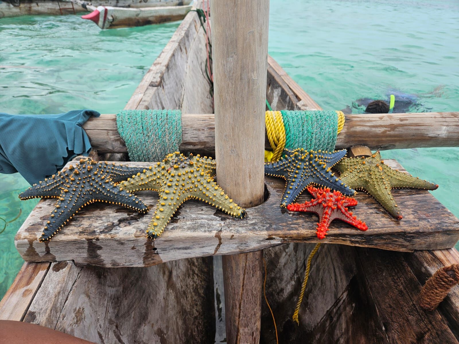 Orange starfish on a wooden dhow